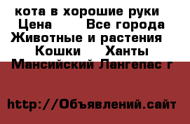 кота в хорошие руки › Цена ­ 0 - Все города Животные и растения » Кошки   . Ханты-Мансийский,Лангепас г.